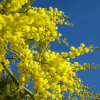 Acacias and Wattles Horticulture Course