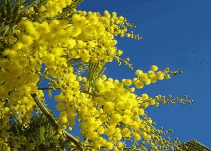 Acacias and Wattles Horticulture Course