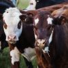 Beef Cattle Production Course Online.