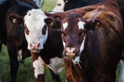 Beef Cattle Production Course Online.