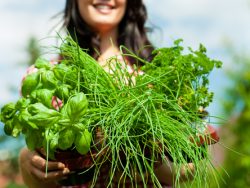 Introduction Herbs Course Online