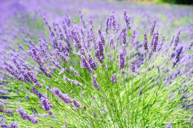 Lavender is used for aromatherapy.