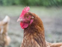 Poultry Course- Care for Chickens