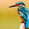 Ornithology Bird Course Online