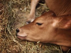 Calf Rearing Course Online