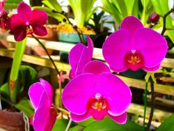 Orchids Course