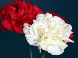 Carnations Horticulture Course Online