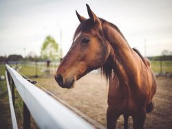 horse-care-corse-online
