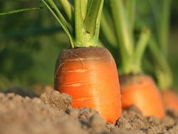 Vegetable Growing Course Online