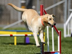 Dog Training Course Online