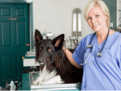 Advanced Certificate in Animal Health Care Course Online