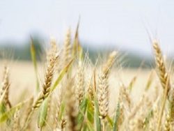 Agronomy II (Grains) Course Online
