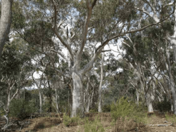 Australian Native Trees Course Online