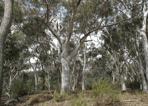 Australian Native Trees Course Online