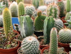 Cacti and Succulents Course Online