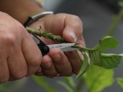 Cutting Propagation Course Online