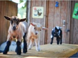 Goat Husbandry Course Online