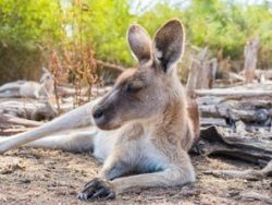 Marsupials (Biology and Management) Course Online