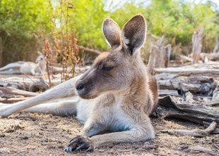 Marsupials (Biology and Management) Course Online