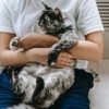 Domestic Cat Care Course Online